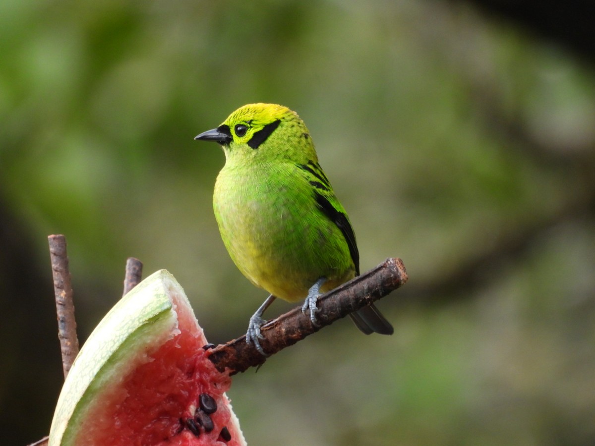 Emerald Tanager - ML619100377