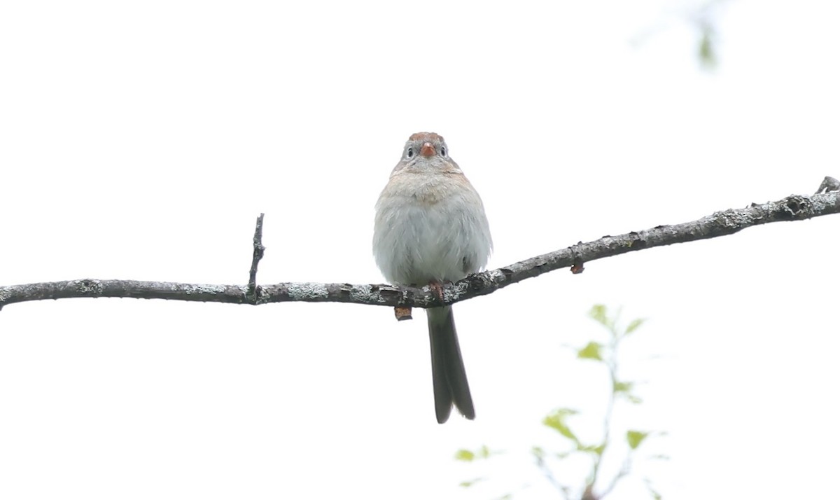 Field Sparrow - ML619100394