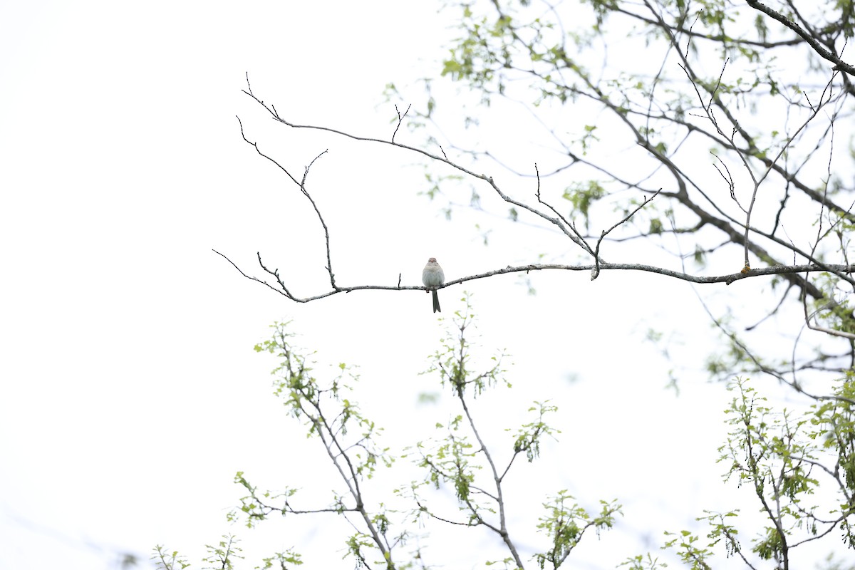 Field Sparrow - ML619100398