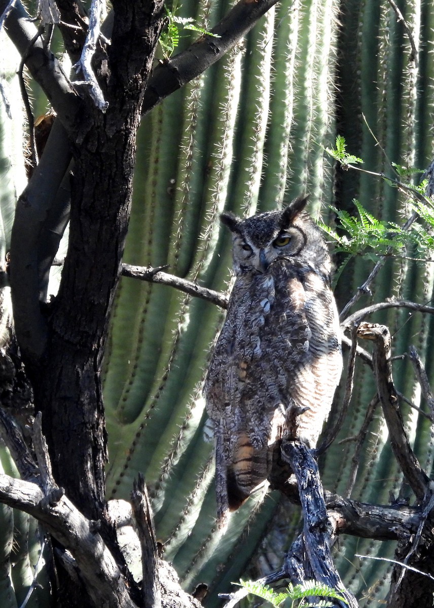 Great Horned Owl - ML619100408
