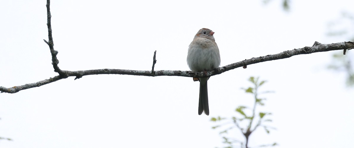 Field Sparrow - ML619100410