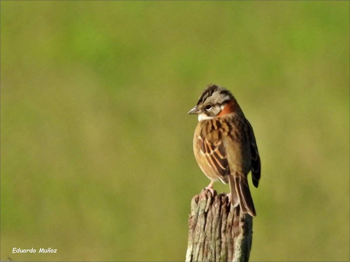 Rufous-collared Sparrow - ML619100417