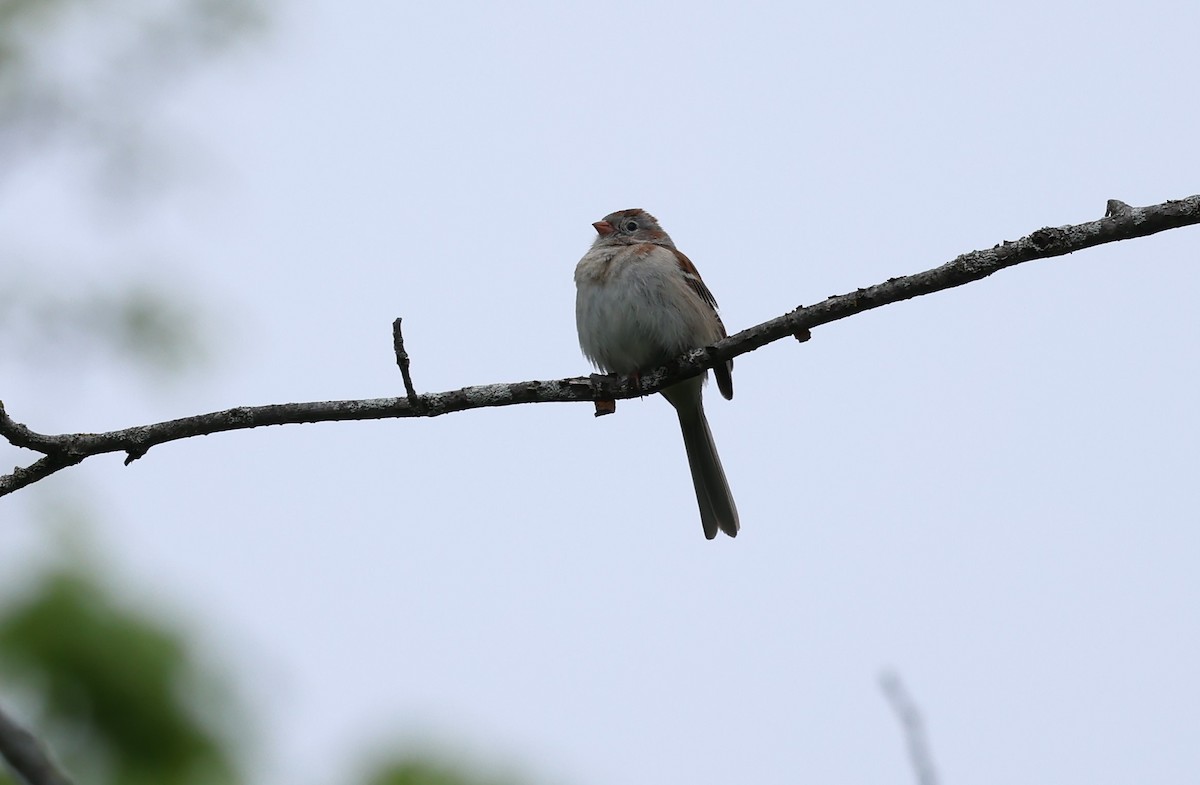 Field Sparrow - ML619100430