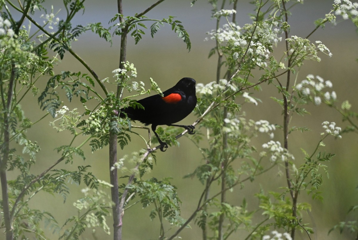 Red-winged Blackbird - ML619100440