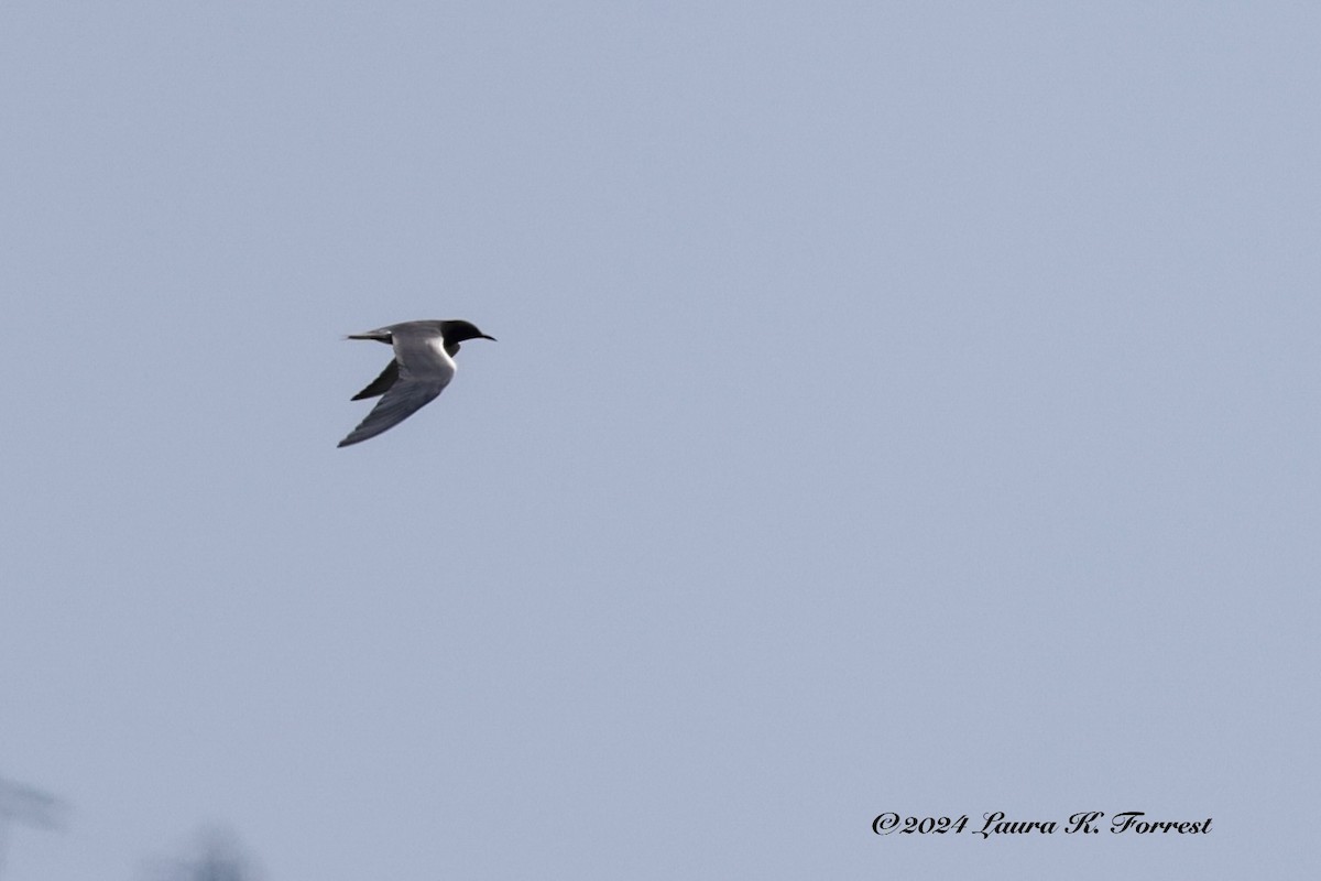 Black Tern - ML619100460