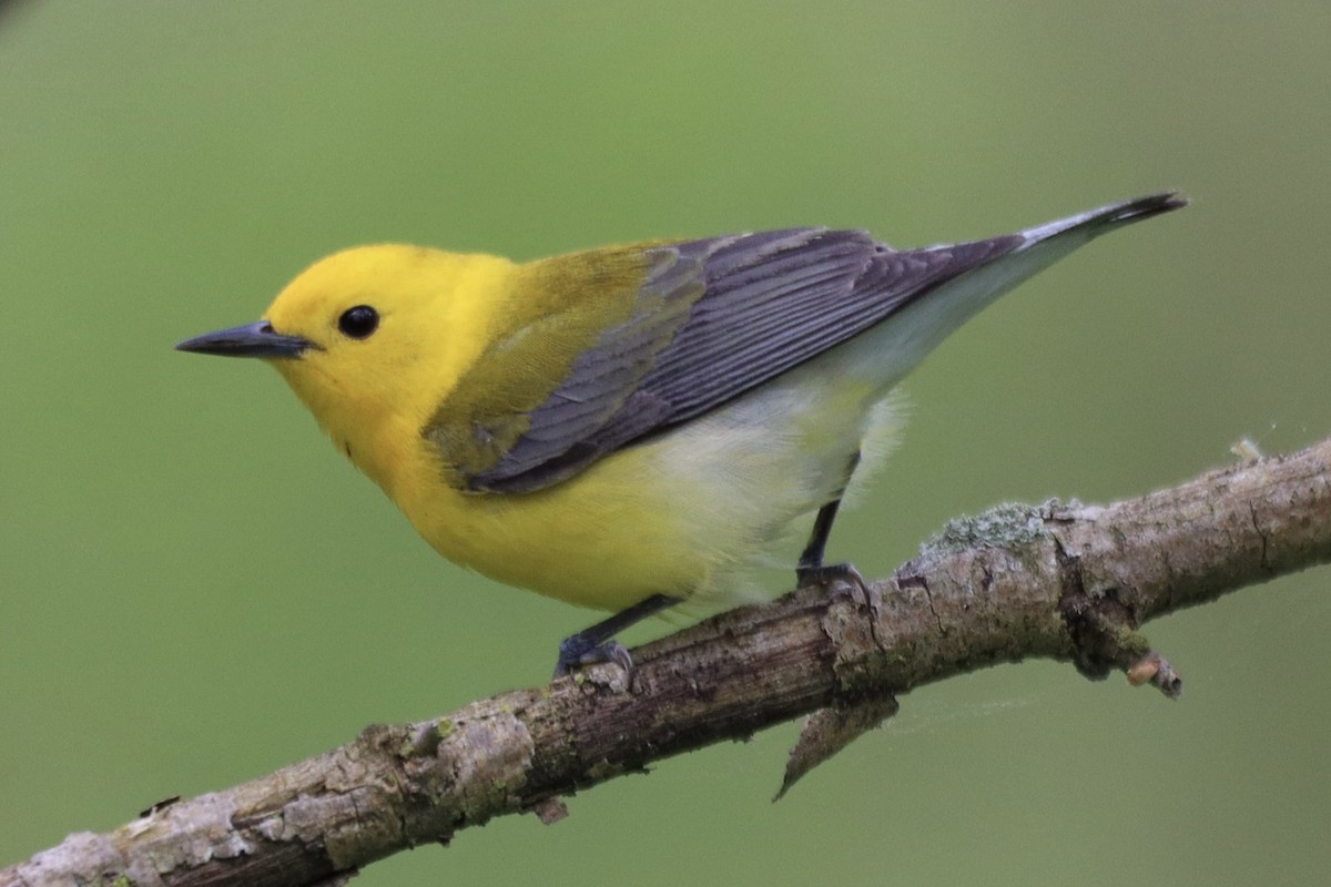 Prothonotary Warbler - ML619100518
