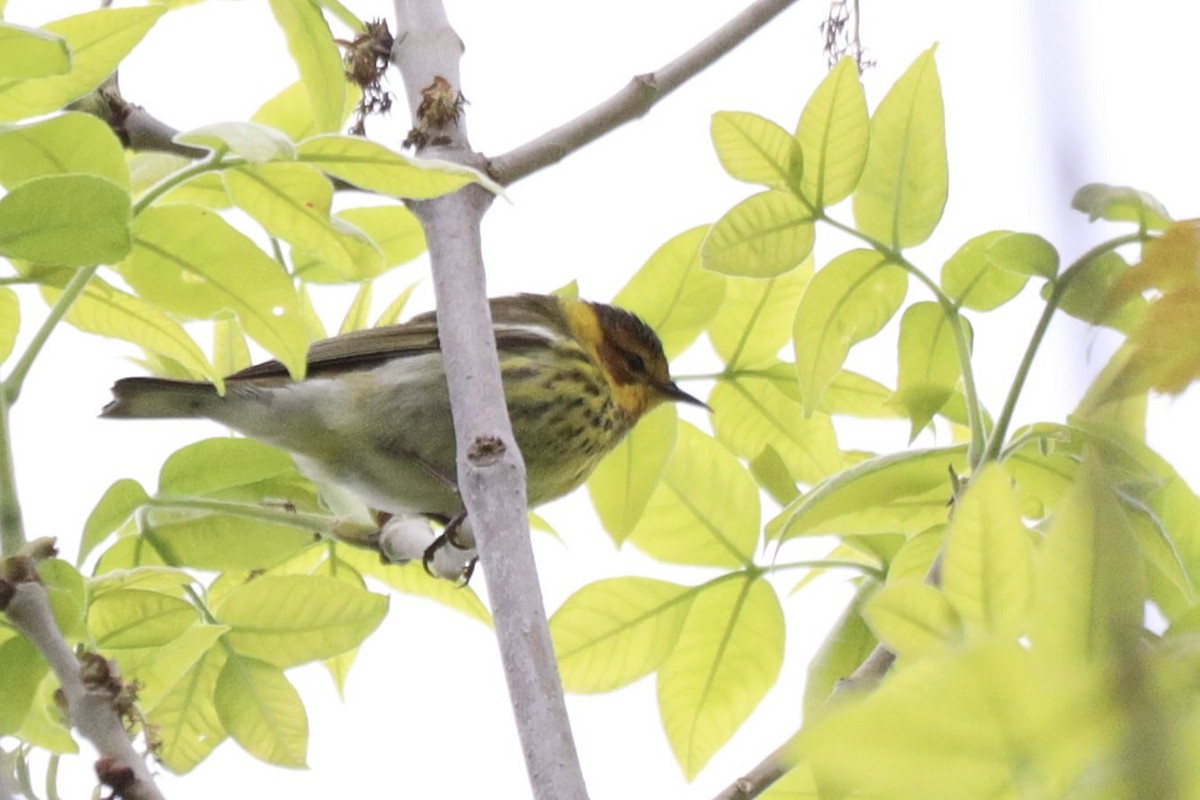 Cape May Warbler - ML619100547