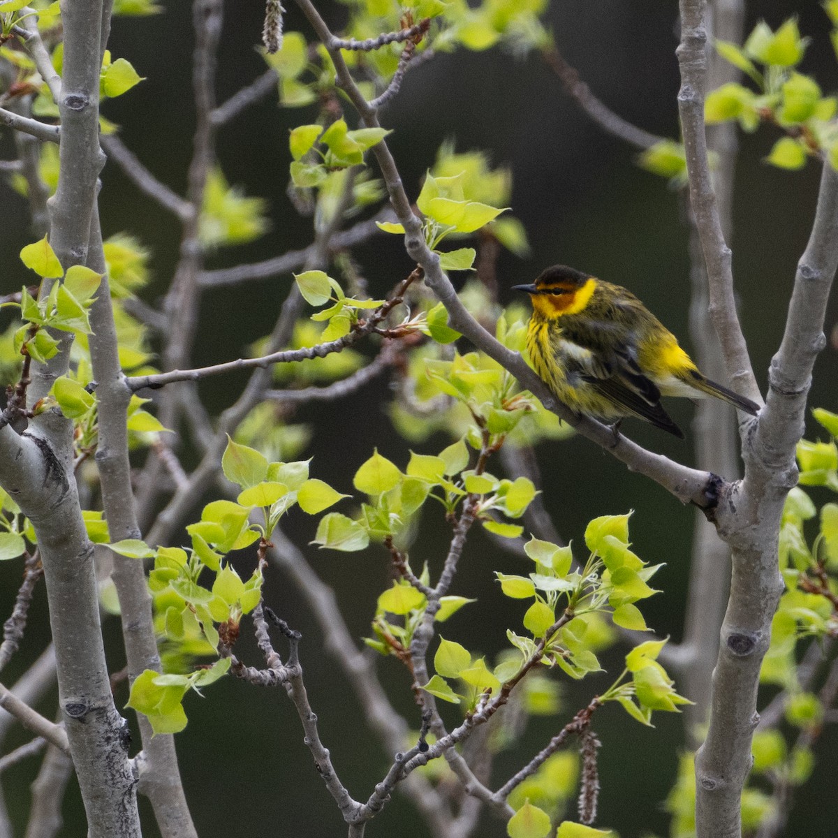Cape May Warbler - ML619100581