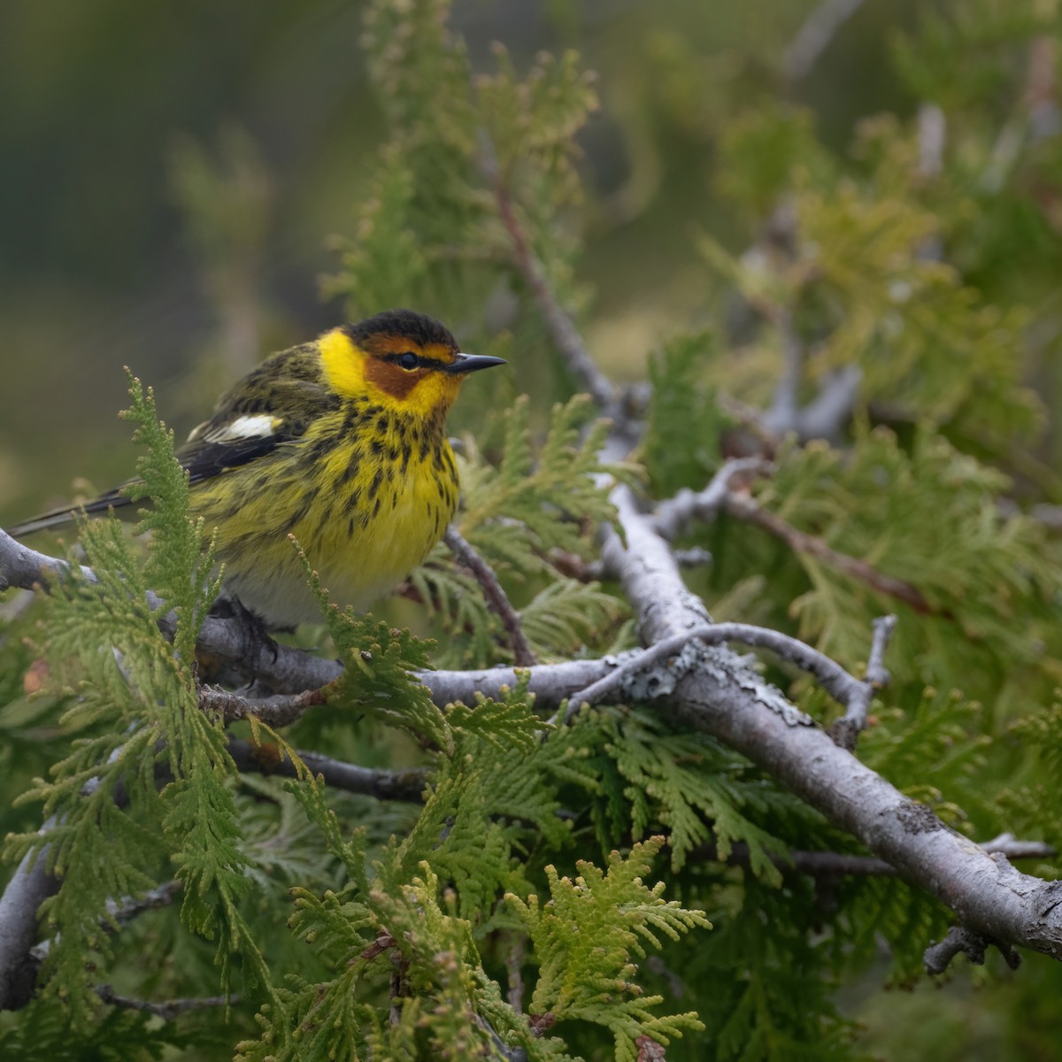Cape May Warbler - ML619100582
