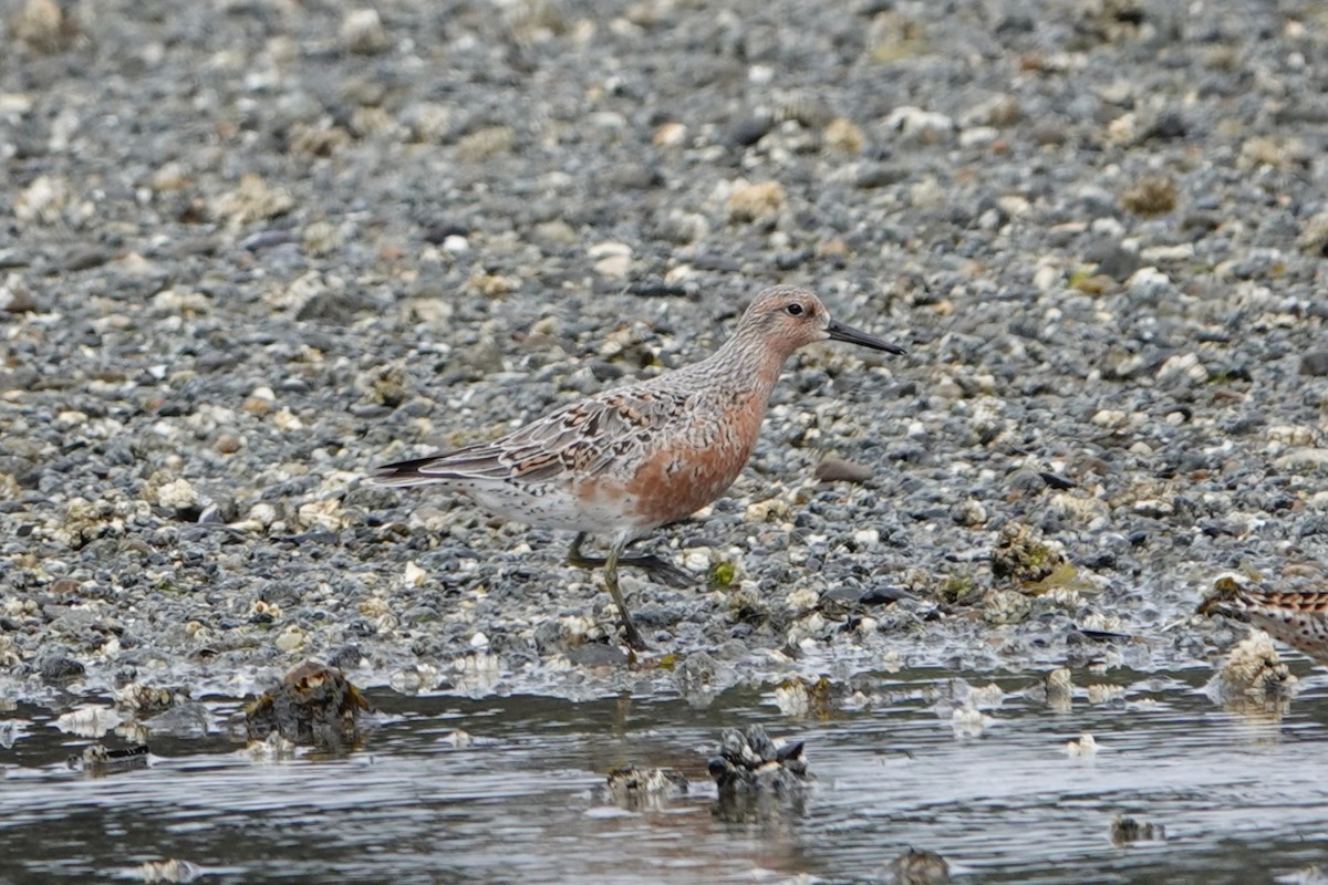Red Knot - ML619100647