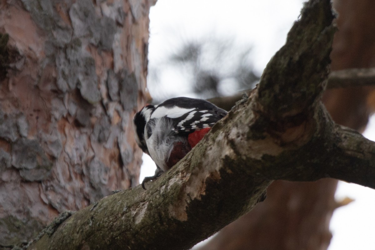 Great Spotted Woodpecker - ML619100684