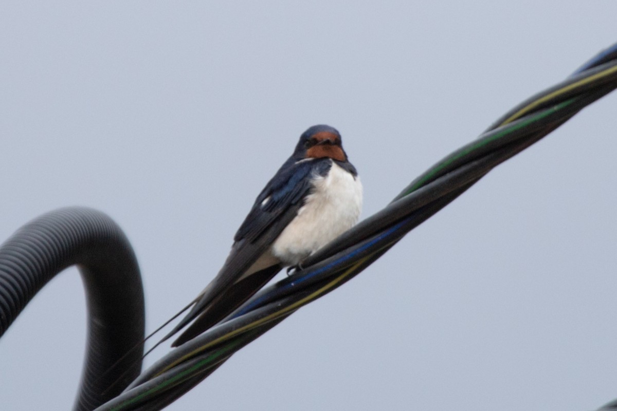 Barn Swallow - ML619100731