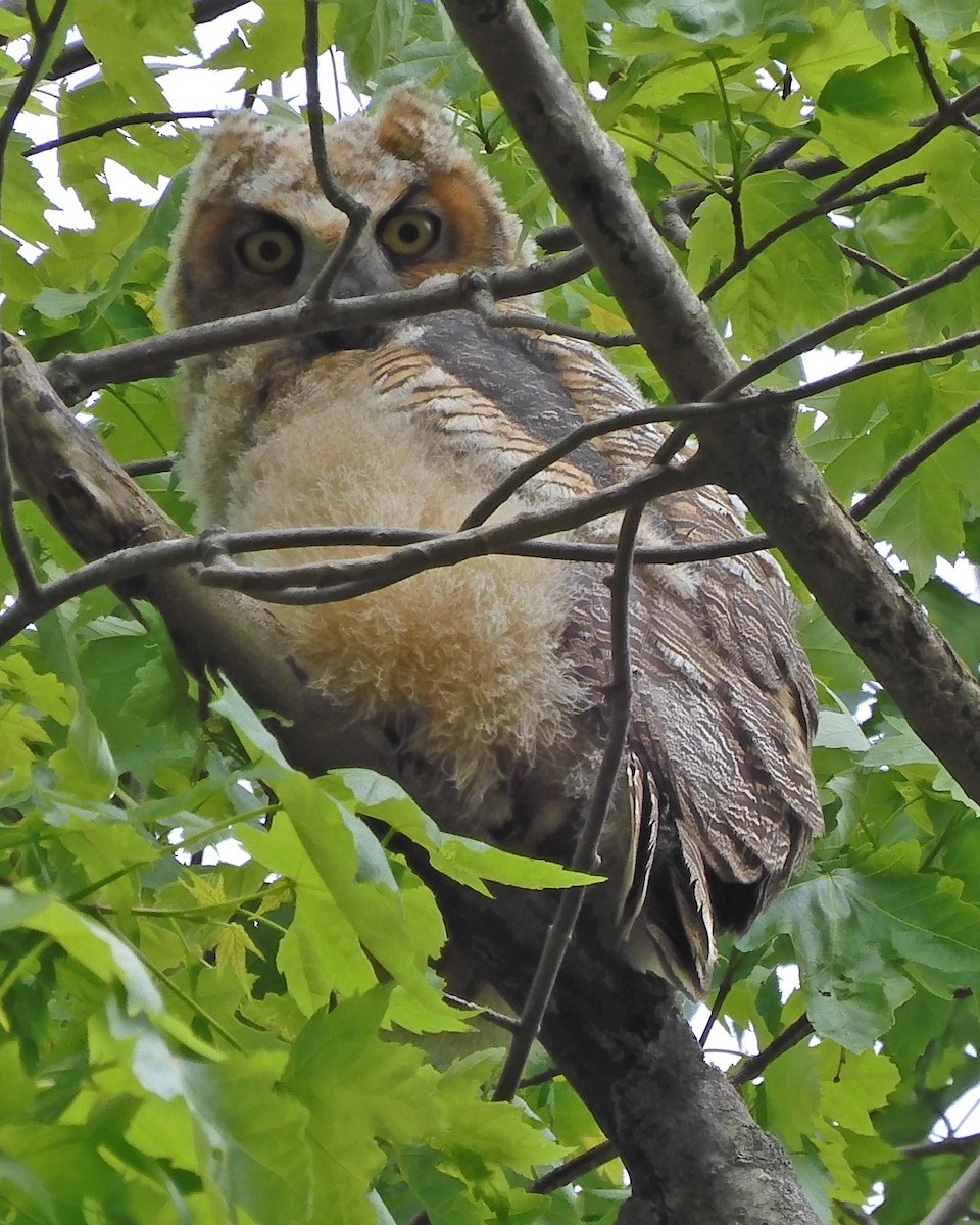 Great Horned Owl - ML619100744