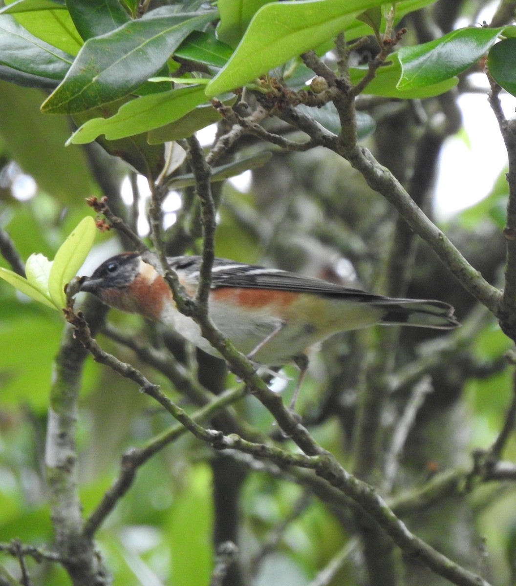 Bay-breasted Warbler - ML619100766
