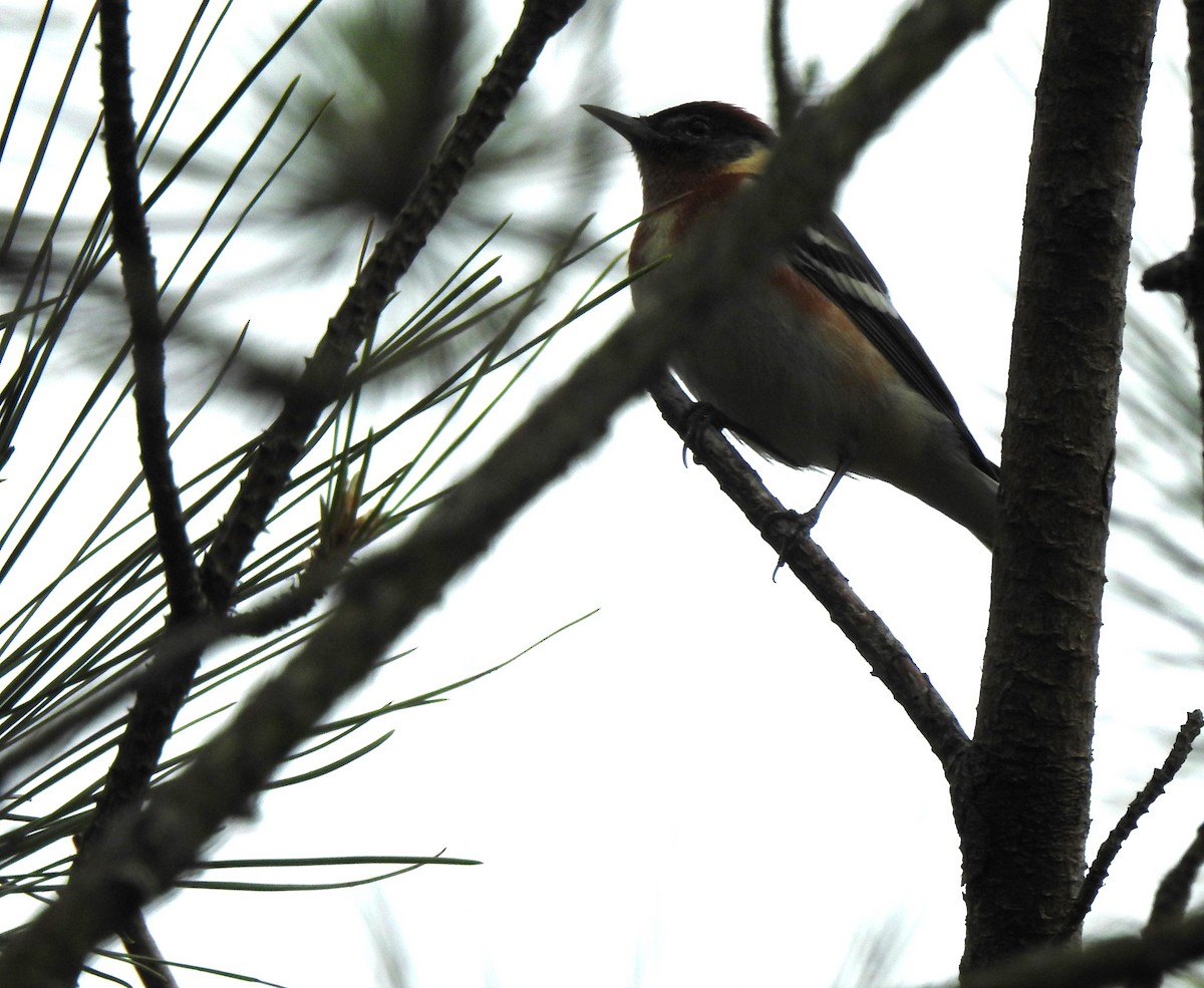 Bay-breasted Warbler - ML619100775