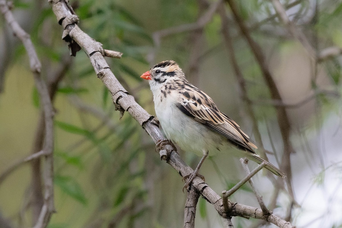 Pin-tailed Whydah - ML619100808