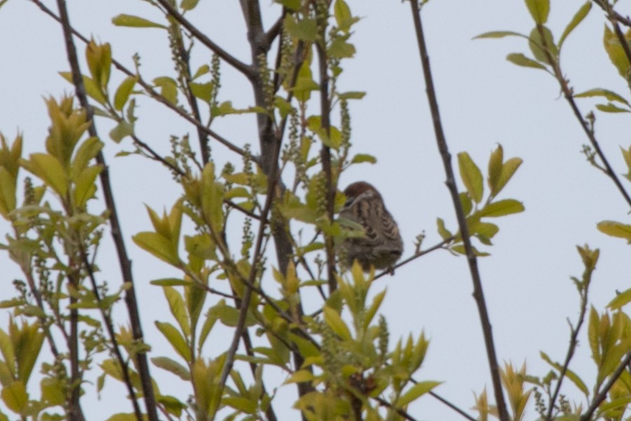 Eurasian Tree Sparrow - ML619100821