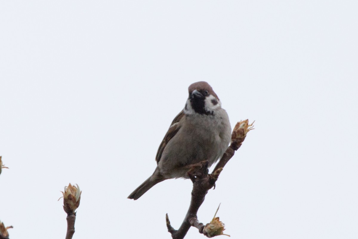 Eurasian Tree Sparrow - ML619100822