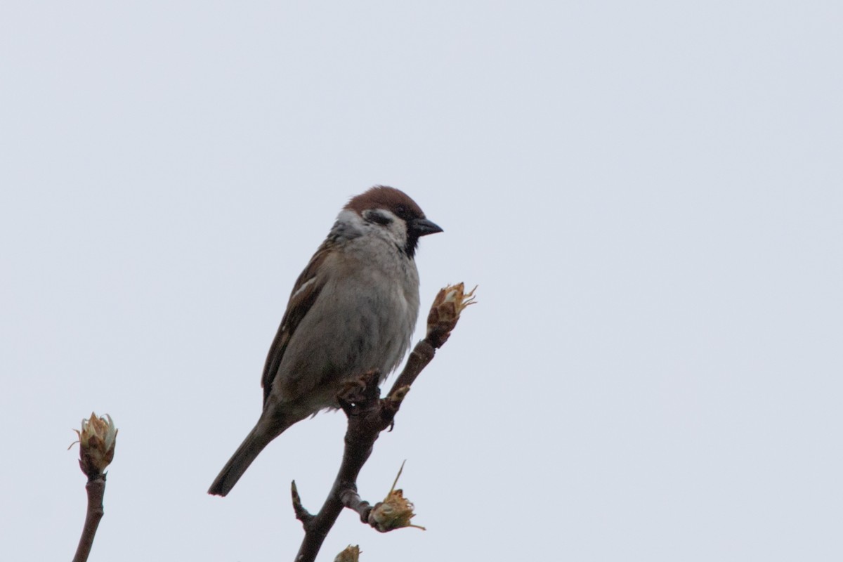 Eurasian Tree Sparrow - ML619100823