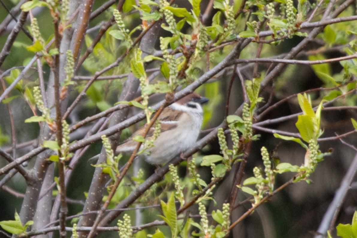 Eurasian Tree Sparrow - ML619100824