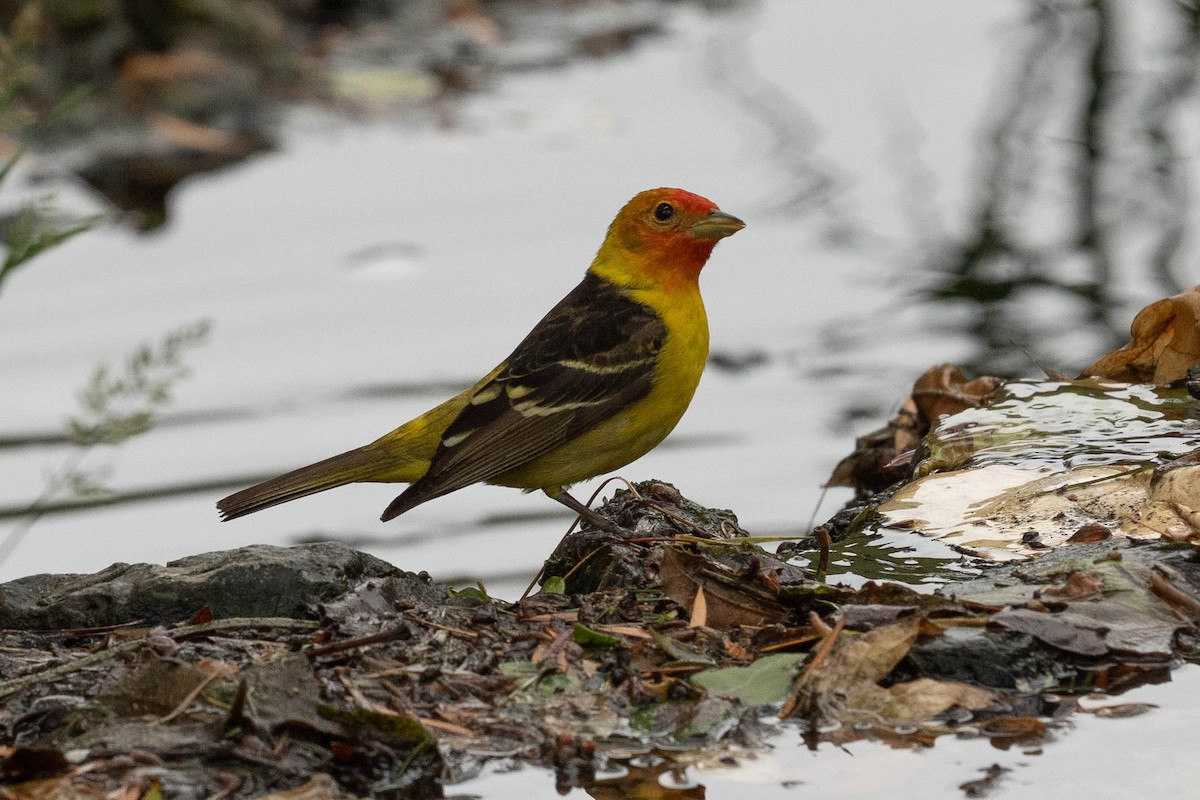 Western Tanager - ML619100826