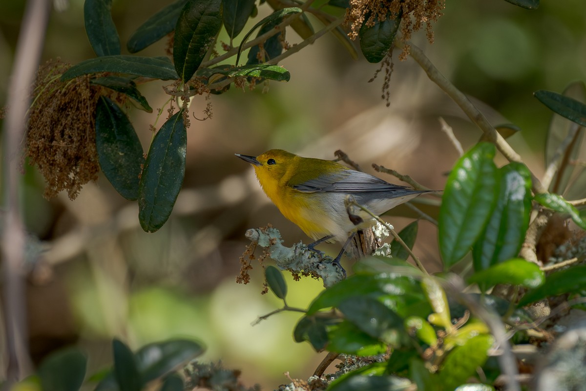 Prothonotary Warbler - ML619100849