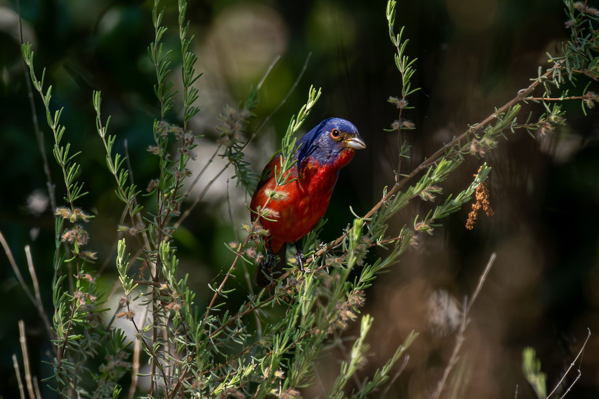 Painted Bunting - ML619100858