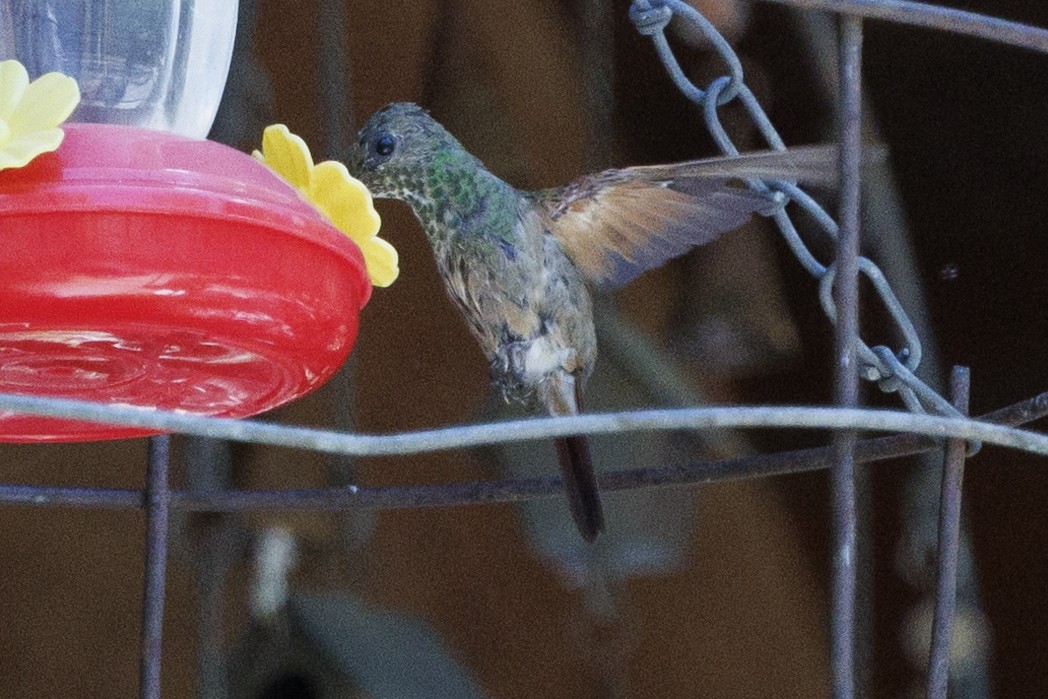kolibřík mexický - ML619100881
