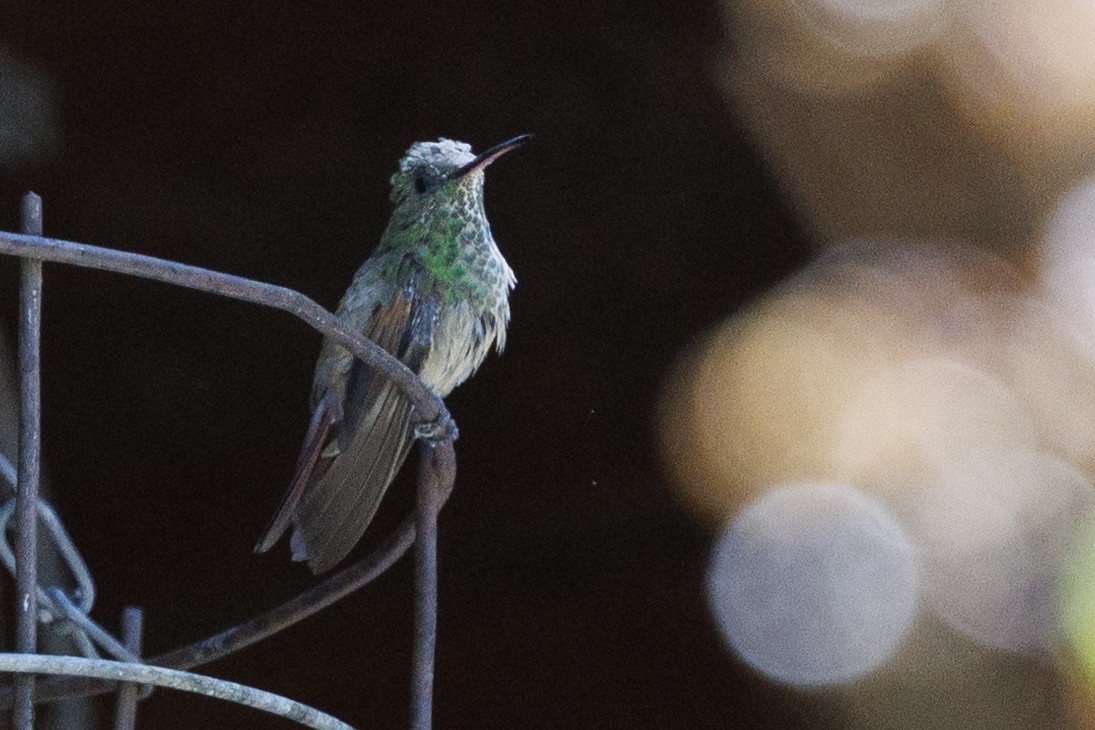 Berylline Hummingbird - ML619100882
