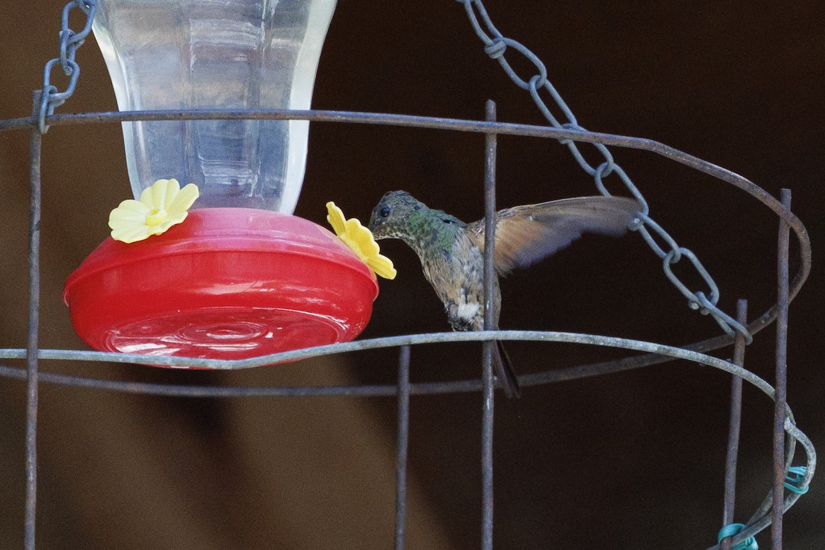 kolibřík mexický - ML619100883