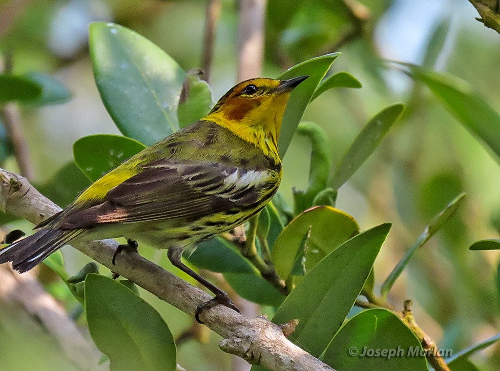 Cape May Warbler - ML619100884