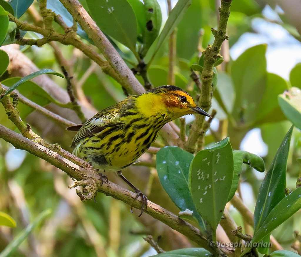 Cape May Warbler - ML619100885