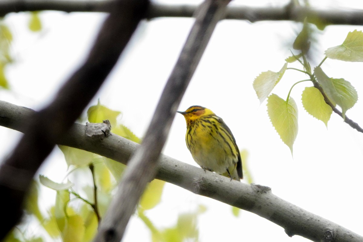 Cape May Warbler - ML619100898