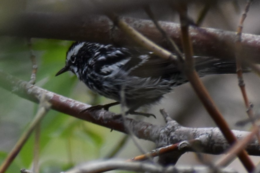 Black-and-white Warbler - ML619100940