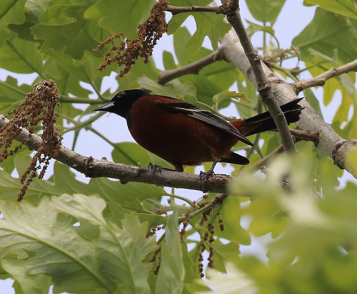 Orchard Oriole - ML619100950