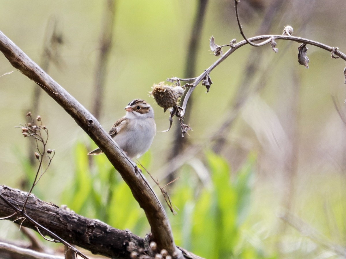 Clay-colored Sparrow - ML619100956