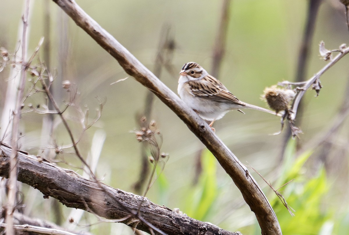 Clay-colored Sparrow - ML619100957