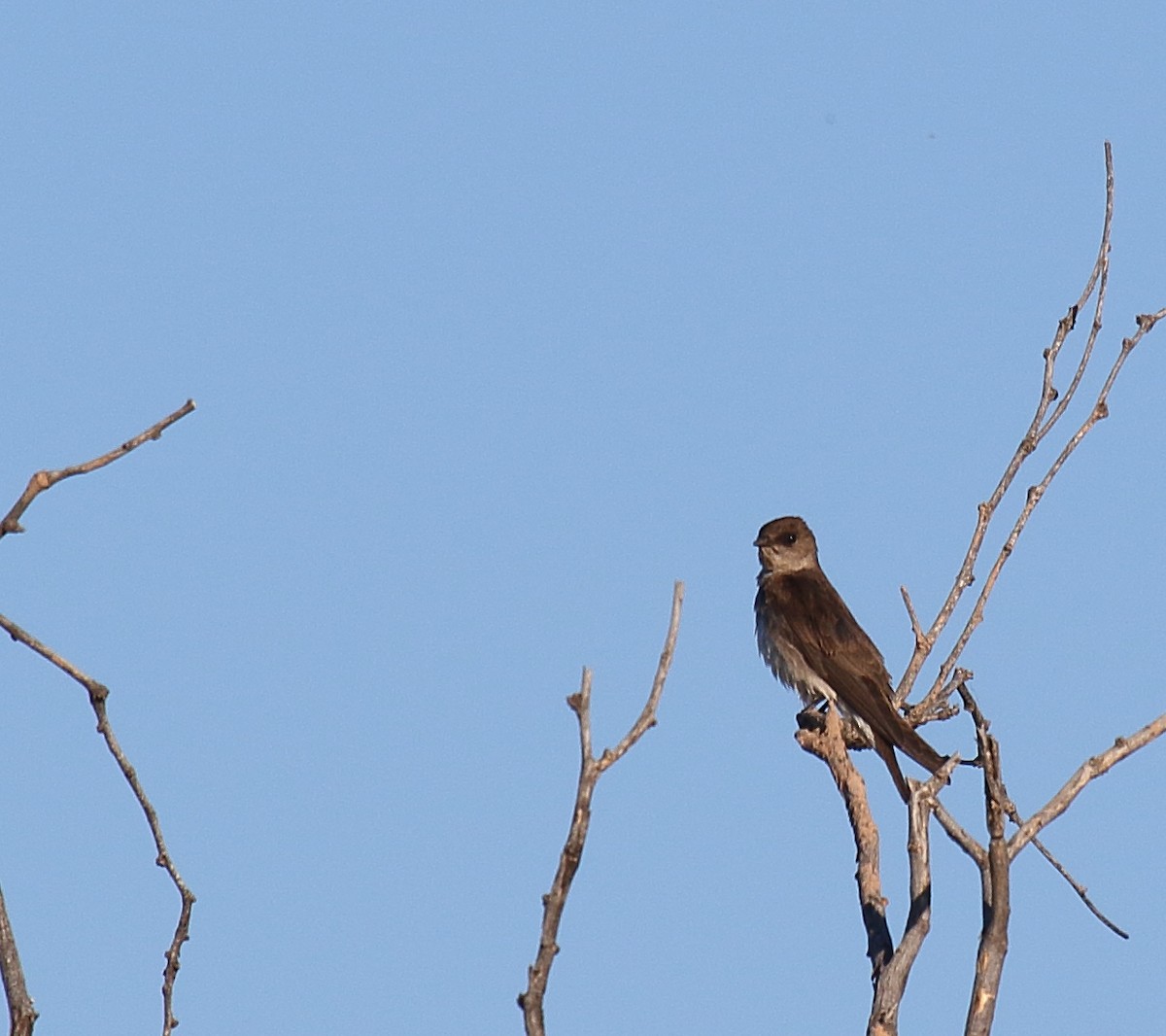 Northern Rough-winged Swallow - ML619100966