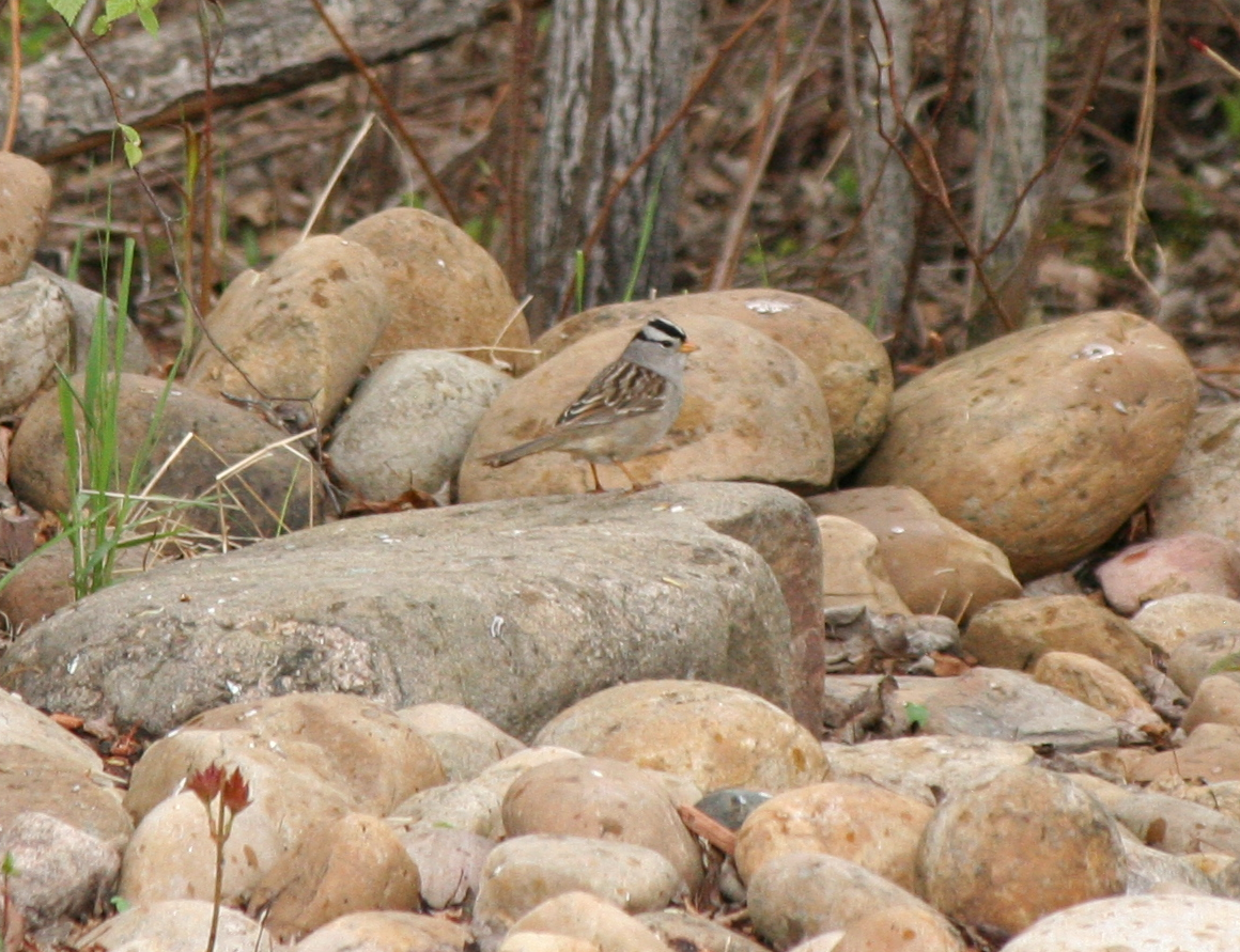White-crowned Sparrow - ML619100967