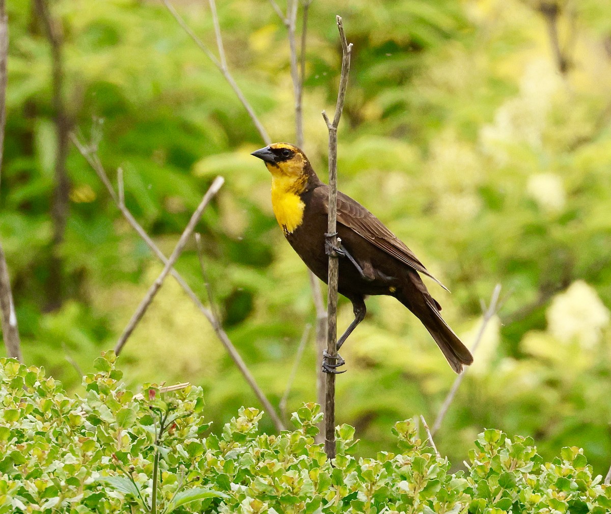 Yellow-headed Blackbird - ML619100971