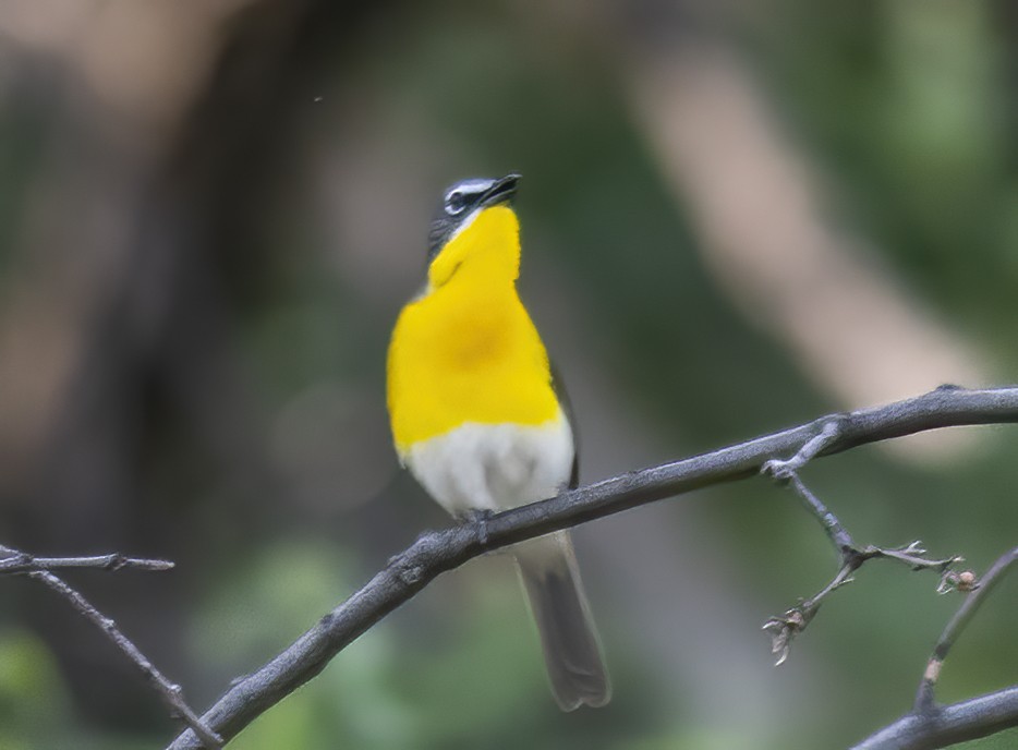 Yellow-breasted Chat - ML619100973