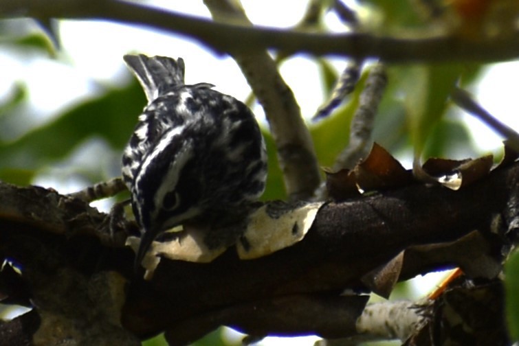Black-and-white Warbler - ML619100983