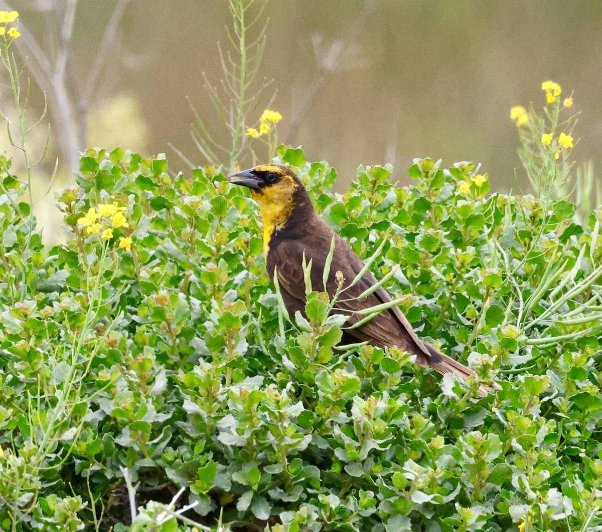 Yellow-headed Blackbird - ML619101002