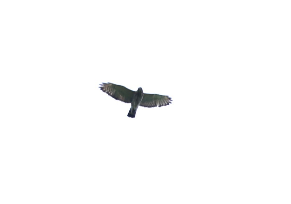 Broad-winged Hawk - ML619101004