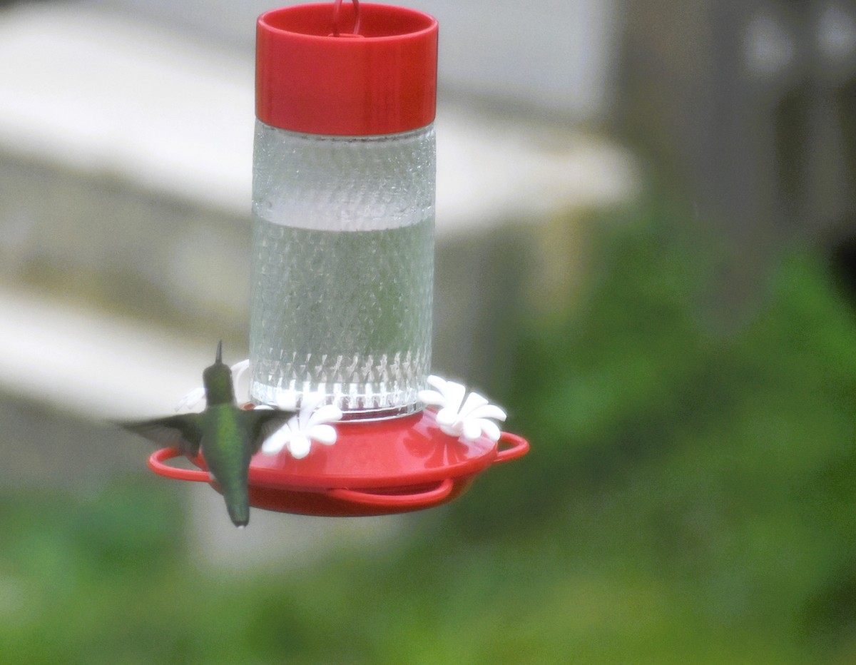 Ruby-throated Hummingbird - ML619101027