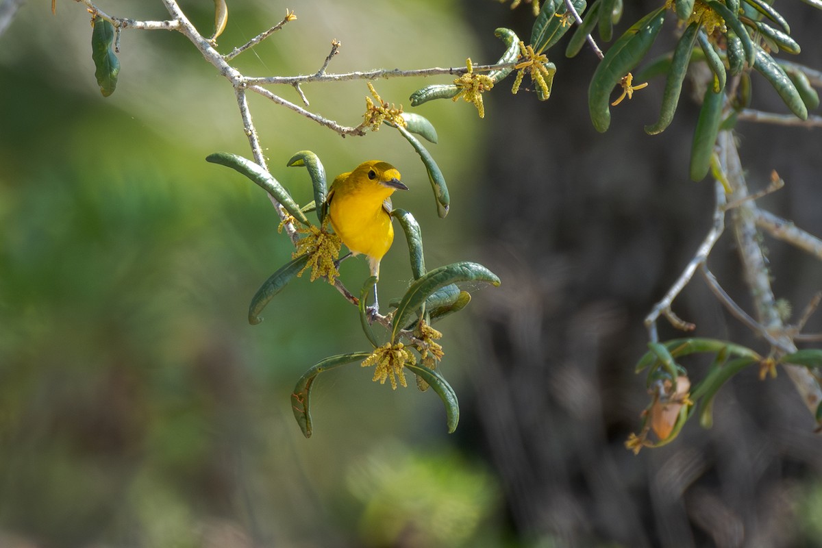 Prothonotary Warbler - ML619101046