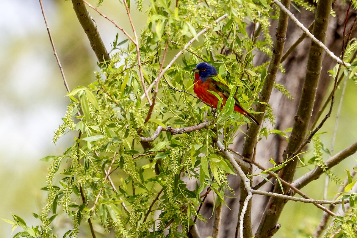 Painted Bunting - Jill Bell
