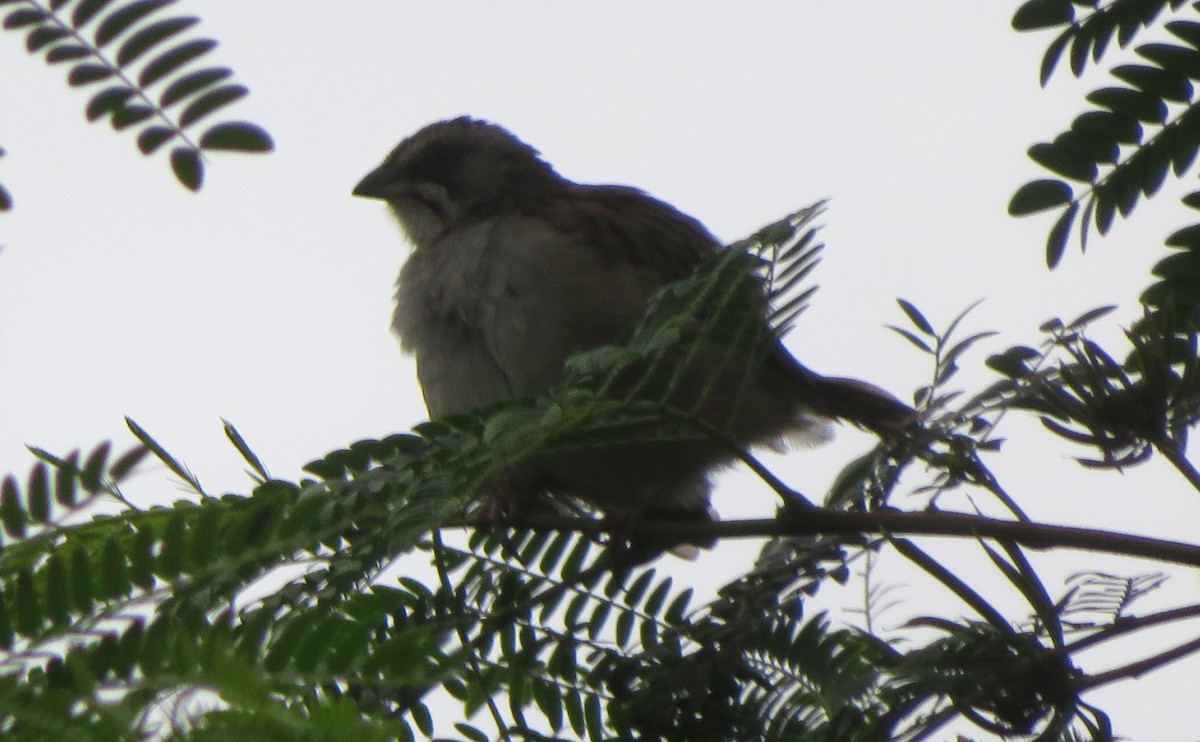 Yungas Sparrow - ML619101066