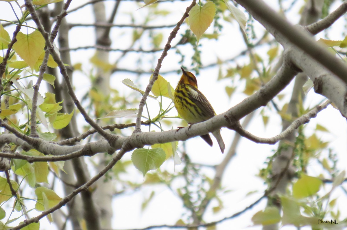Cape May Warbler - ML619101075