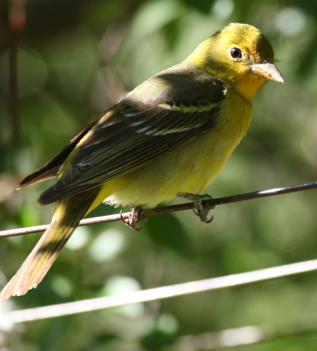 Western Tanager - ML619101078